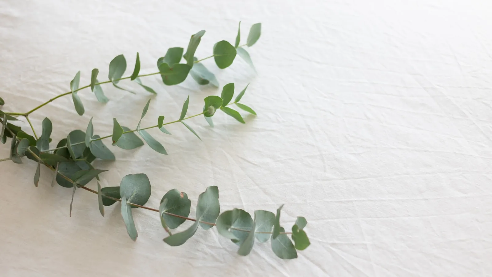 Eucalyptustakken op een wit linnen laken.