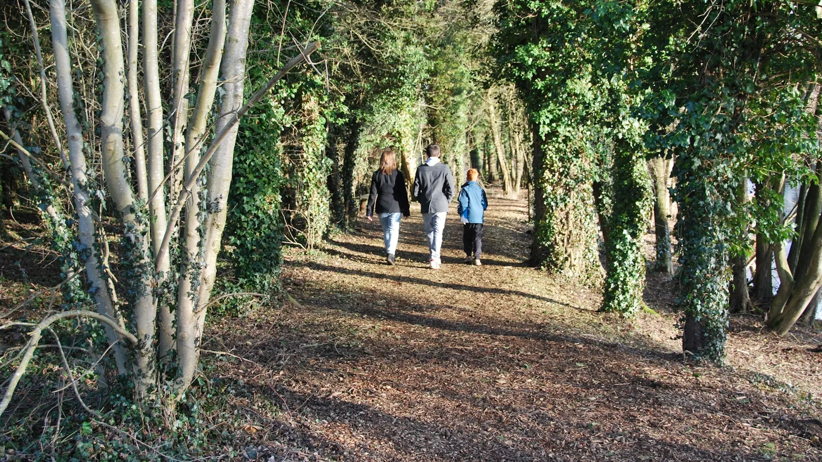 Drie mensen wandelen samen over een bospad tussen hoge bomen in het zonlicht.